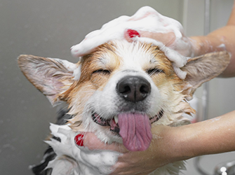 best dog wash salon new Zealand