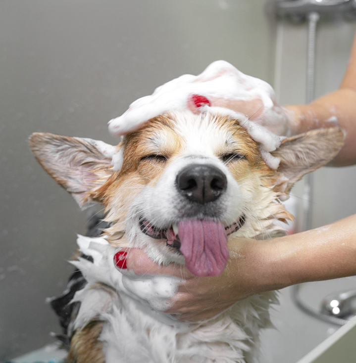 best dog wash salon new Zealand